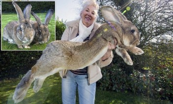 سرقة أضخم أرنب في العالم