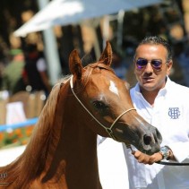  بطولة الإنتاج المحلي للخيول العربية